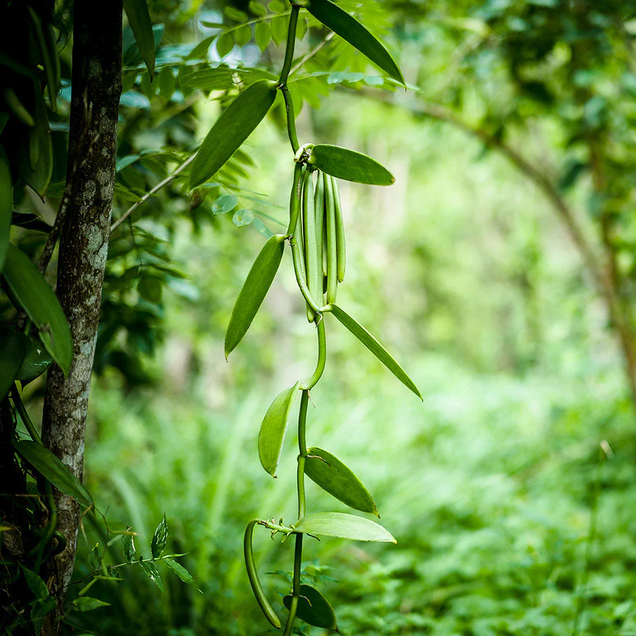 Vanille Schoten Sansibar - 2 Stück