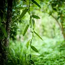 Vanille Schoten Sansibar - 2 Stück