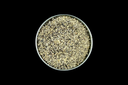 Knoblauchpfeffer BIO - GASTRODOSE